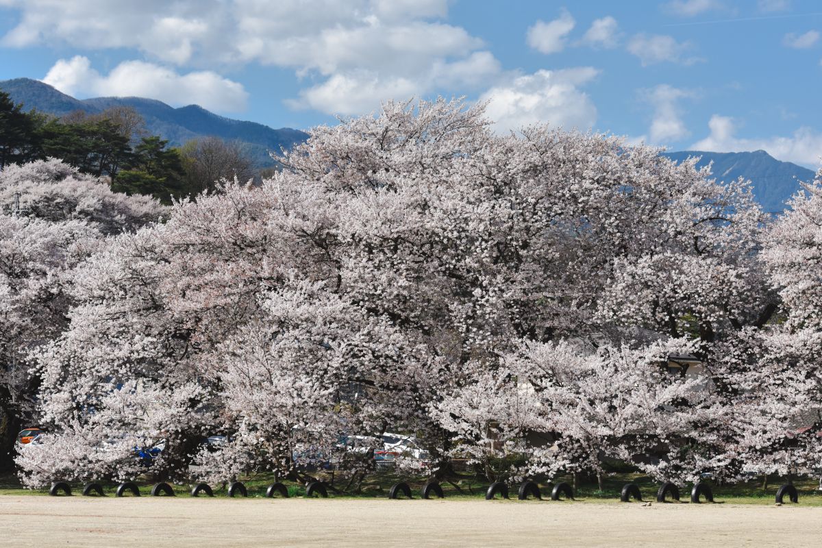 南信州の桜旅　高森南小学校